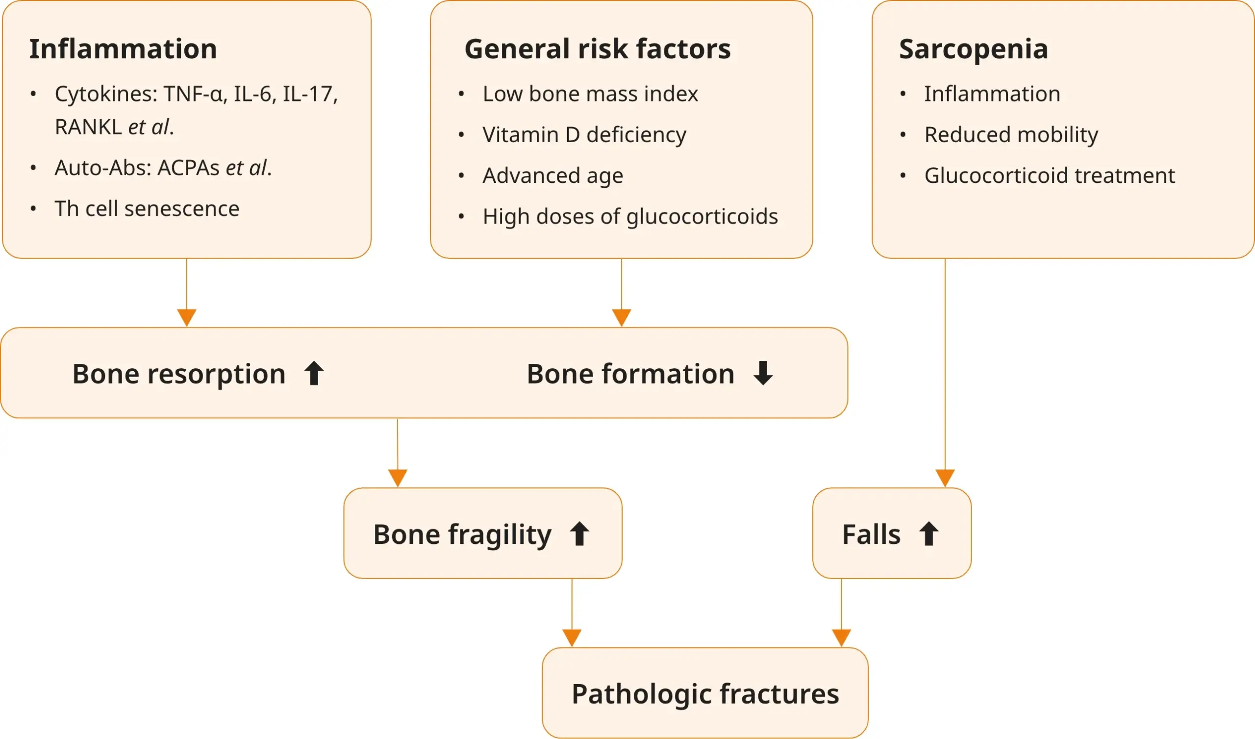 img-diagram-osteoporosis-in-ra@2x